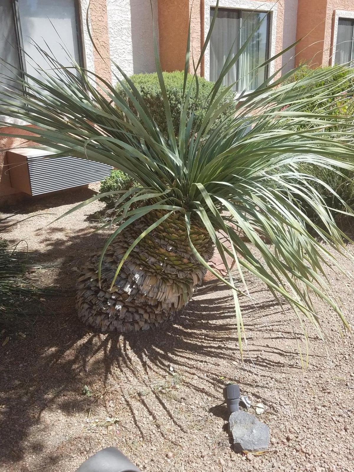 Days Inn by Wyndham Camp Verde Arizona Buitenkant foto